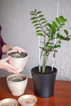 Person holding empty ceramic pots beside a green zamioculcas houseplant, ga.. Stock Photos
