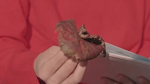A person is holding a grape leaf in their hand and looking at a book Stock-Footage 293723178
