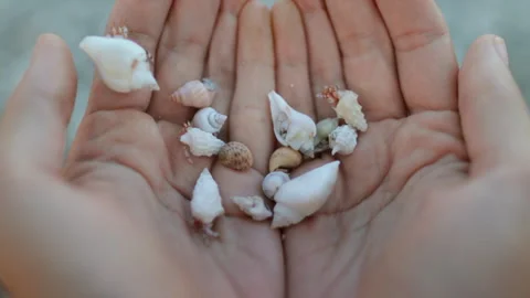 Person holding a handful of shells Stock Footage 280035289
