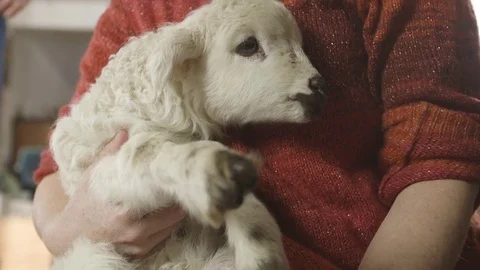 Person holding a lamb Stock Footage 83864635
