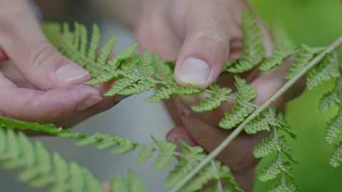 A person is holding a leaf and examining it Stock Footage 298062086