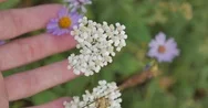 Person Holding A Purple Aster Flower In The Garden Stock Footage