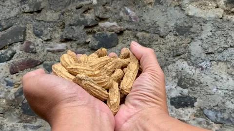 Person Holding Raw Peanuts in Shells Stock Footage 342408334