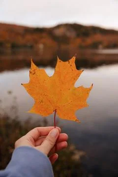 Person holding a red maple leaf in an autumn landscape in Quebec. Фото