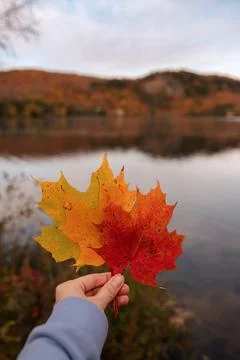 Person holding a red maple leaf against an autumn lake landscape. Фото