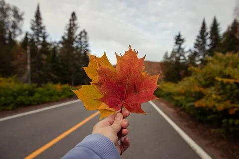 Person holding a red maple leaf on a scenic autumn road in Quebec. Фото