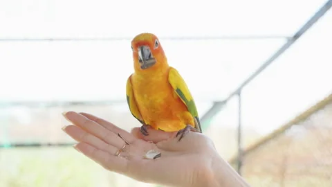 Person Holding Seed While Yellow Parrot Takes It Gently from Hand in Bright 스톡 동영상 314020115