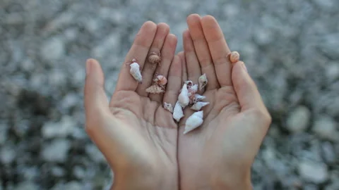 Person holding shells in front of them Stock Footage 270959224