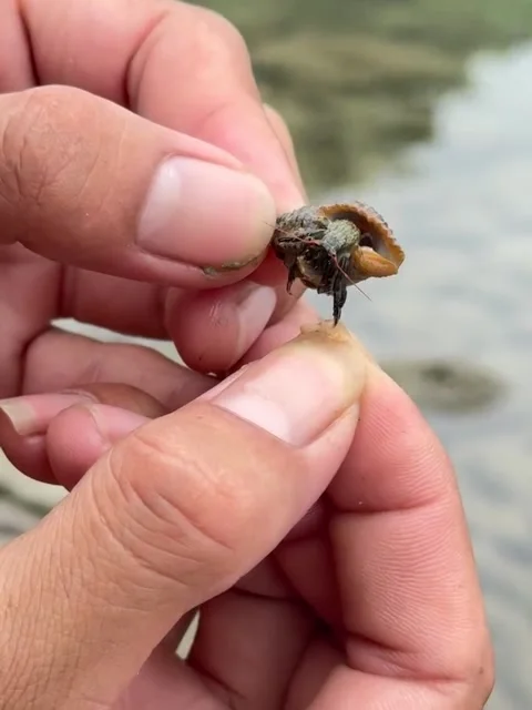 Person Holding Small Hermit Crab at Beach 库存影片 340870908