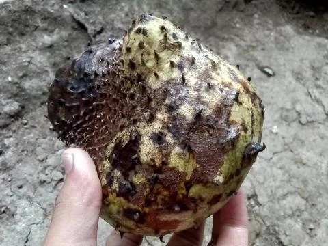 A person holding a soursop fruit Stockfoto's