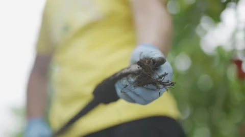A person is holding a stick with a bug on it Stock Footage 297841419