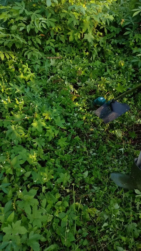 Person holding a string trimmer to cut thick green weeds in a garden Stock Footage 334920633