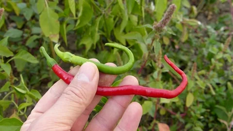A person is holding a thin red and green sweet pepper in his hand, Vídeos de archivo 162253530
