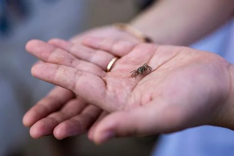 Person holding a tiny crab on the surface of the palm 写真素材