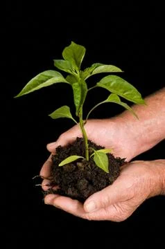 Person holding tree sapling Stock Photos