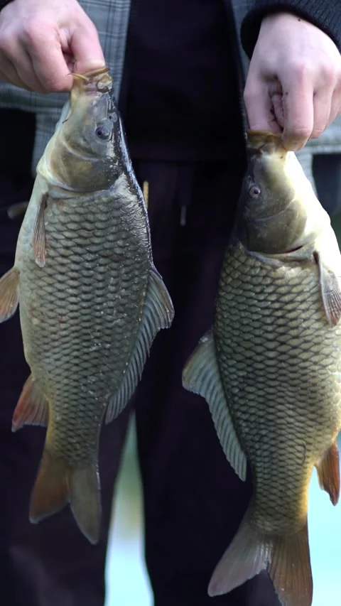Person holding two large common carp by the mouth outdoors Video stock 341284455