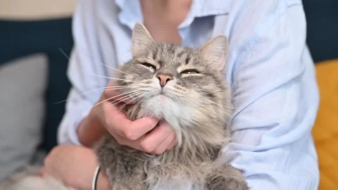 A person holds a cat in their lap, gently petting it while the cat shows various Stockbeeldmateriaal 337101059