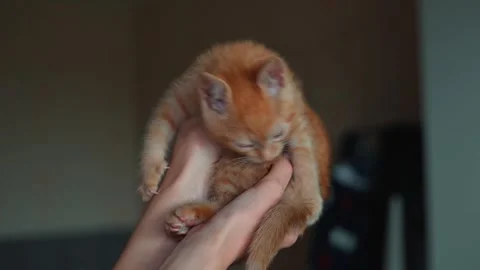 A person holds two orange kittens with fluffy fur in a cozy indoor setting. The Stock-Footage 339024765
