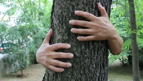 A person hugs a large tree Video stock 10901976