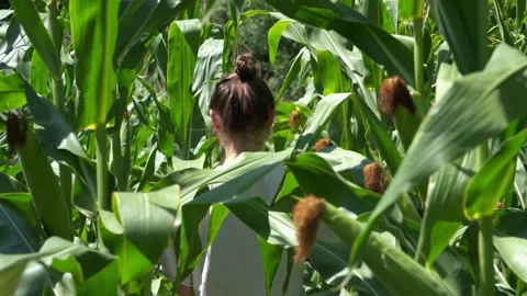 Person Inspecting Corn Plants While Walking Through Field Vídeos de archivo 342330220