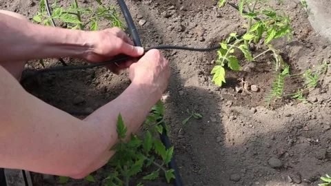 Person installing water dripping system in home vegetable garden. Stock Footage 155155309