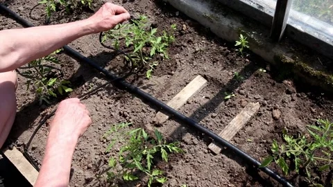 Person installing water dripping system in home vegetable garden. Stock Footage 155155351