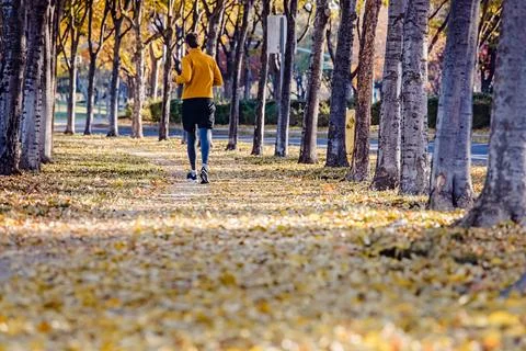 Person jogging on a leaf-covered path surrounded by trees in a park at fall Stock Photos