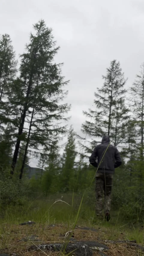 Person jogging through coniferous forest with tall pine trees, grass, and overca Stock Footage 339995869