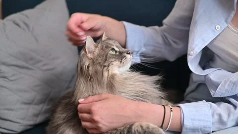 A person with a light gray shirt gently strokes a fluffy gray cat while sitting Stock Footage 337101042