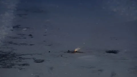 Person lighting small ground firework with match at night Stock Footage 327432890