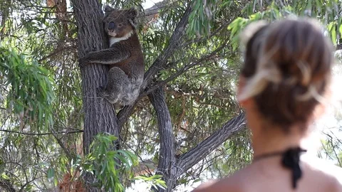 Person looking at koala bear climbing tree in the wild in South Australia. Stock Footage 123807577