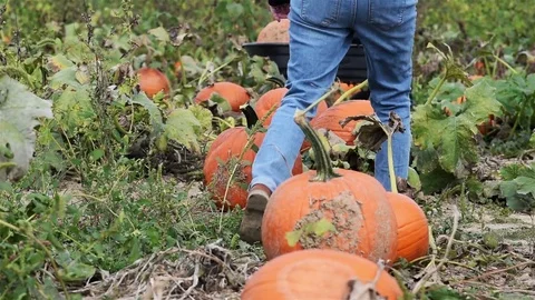 Person looking at pumpkins in pumpkin patch Stock Footage 82702501
