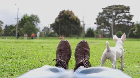 Person lying on the grass with a playful white pinscher puppy Stock Footage 345283904