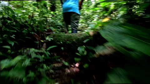 A person with machette is walking on a small track in a tropical forest Видео 336916915
