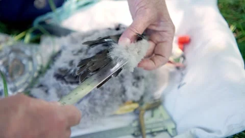 Person Measuring The Primary Feathers Of Common Buzzard Using A Ruler. - Video stock 246399525