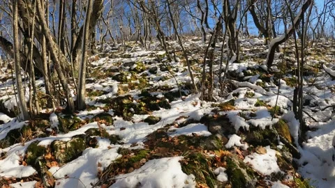 A person moves through a slightly snow-covered mountainous area and overgrows Stock Footage 171958237