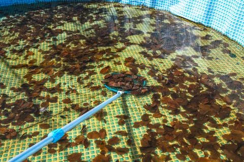 Person netting a large quantity of brown fallen leaves and debris from the ne Stock Photos