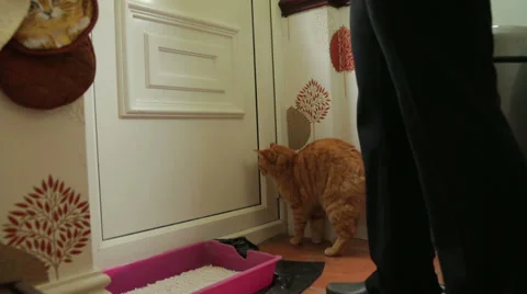 Person opens door to let ginger cat go outside, steadicam shot Video stock 37643956