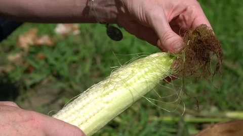 Person Peeling Corn Stock Footage 79212302