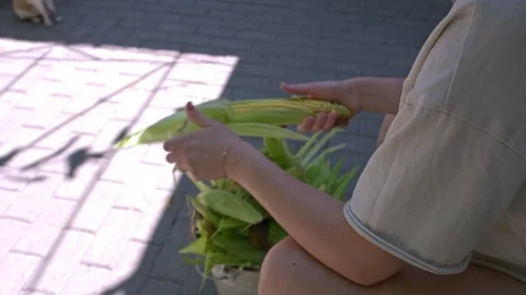 Person Peeling Fresh Corn by Hand After Harvest 스톡 동영상 342329983