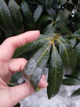 Person peeling off a thin layer of ice from a green leaf Stock Photos