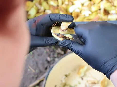 Person peels a fruit while sitting outdoors among many peels in a bowl in a Stock Photos
