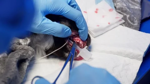 The person performs a delicate gesture on a small animal in freezing snow. Stock Footage 263892523