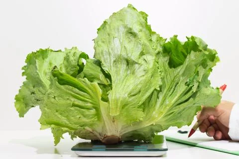 A person performs weight control on a fresh lettuce, food safety conceptagr.. Stock Photos