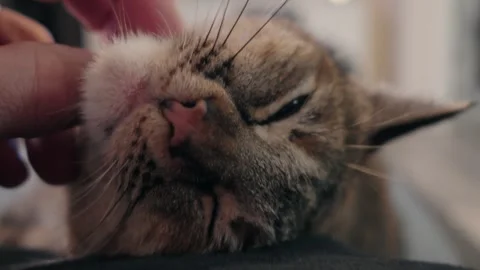 A person pets a tabby cat under its chin 스톡 동영상 329904902