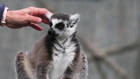 Person petting a calm ring-tailed lemur in a zoo. slow motion Stock Footage 331125658