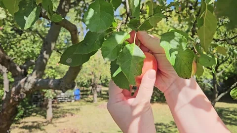 A person is picking an apple from a tree Video stock 316822013