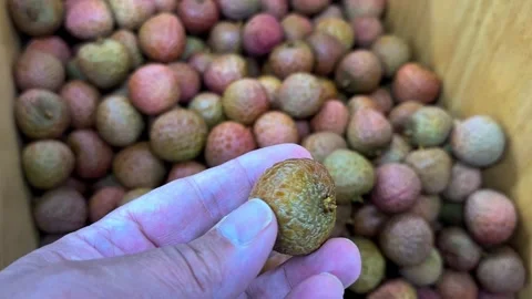 Person picking fresh lychee fruit in market Stock Footage 336310045