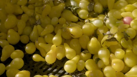 Person picking up green pear tomatoes from the basket Stock Footage 87614254