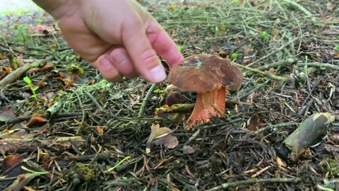 Person picking mushroom close-up from forest floor Stock Footage 343768541